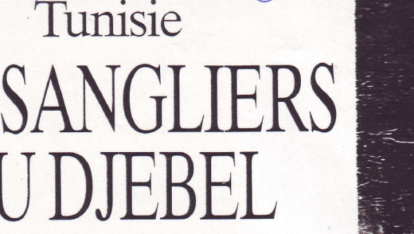 Les sangliers du djebel